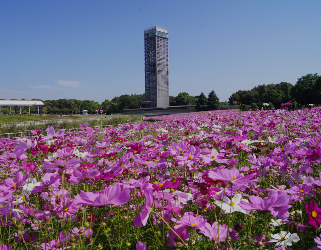日本100城【No.112】滨松（下）：滨名湖，这是最好到达的湖光山色 - 知乎